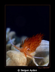 An Ottoman nudibrachhia... by Sergun Aydan 